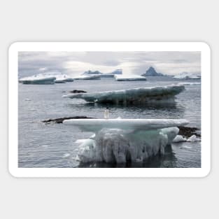 Adelie penguin at Brown Bluff Sticker